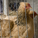 kleintiermarkt2014_27.jpg