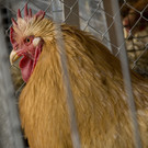 kleintiermarkt2014_28.jpg