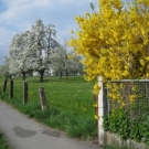 Fr__hling Hochstammkulturen _23_.jpg