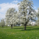 Fr__hling Hochstammkulturen _24_.jpg