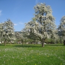Fr__hling Hochstammkulturen _25_.jpg
