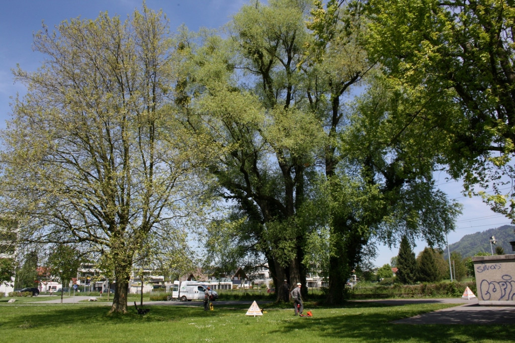 Baumpflege am See TEAM LANGEN 2014 _30_.JPG