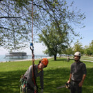 Baumpflege am See TEAM LANGEN 2014 _4_.JPG