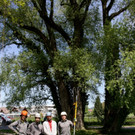 Baumpflege am See TEAM LANGEN 2014 _32_.JPG