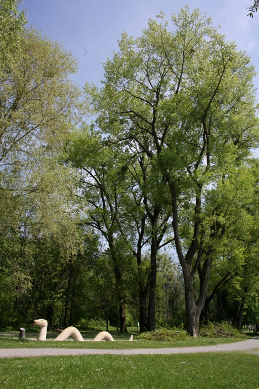 Baumpflege am See TEAM LANGEN 2014 _27_.JPG