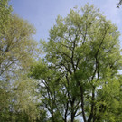 Baumpflege am See TEAM LANGEN 2014 _27_.JPG