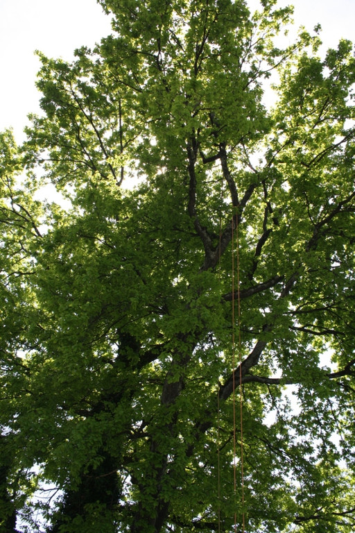 Baumpflege am See TEAM LANGEN 2014 _14_.JPG