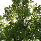 Baumpflege am See TEAM LANGEN 2014 _14_.JPG