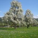 Fr__hling Hochstammkulturen _26_.jpg