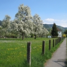 Fr__hling Hochstammkulturen _27_.jpg