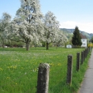 Fr__hling Hochstammkulturen _28_.jpg