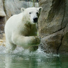 Eisbären Lynn und Ranzo im Wiener Tiergarten Schönbrunn