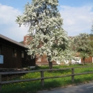 Fr__hling Hochstammkulturen _29_.jpg