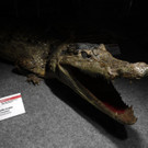 ABD0067-20140513.jpg