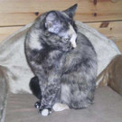 Helly: Schöne Jungkatze auf der Suche nach einem Daheim