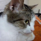 Jeannie: Kleines liebes Katzenmädchen hätte gern Zuhause