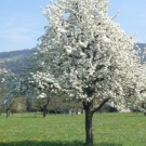Fr__hling Hochstammkulturen _31_.jpg