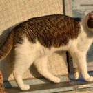 Noe: Neugieriger, verschmuster Kater hätte gern ein Zuhause