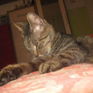 Simon: Anhänglicher, freundlicher Kater sucht Platz in Gesellschaft