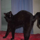 Henry: Übermütiger Wildfang sucht Zuhause zum Austoben