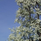Fr__hling Hochstammkulturen _32_.jpg