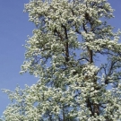 Fr__hling Hochstammkulturen _33_.jpg