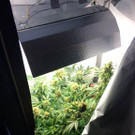 Polizeihund erschnüffelt Cannabis-Growup-Zelt in Wien-Rudolfsheim