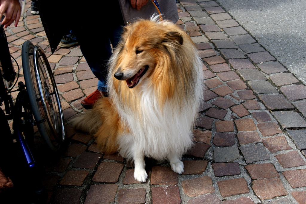 26 Der Schulheim Therapiehund Hercules_ ein treuer Freund.JPG