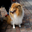 26 Der Schulheim Therapiehund Hercules_ ein treuer Freund.JPG