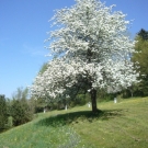 Fr__hling Hochstammkulturen _34_.jpg