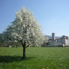 Fr__hling Hochstammkulturen _42_.jpg