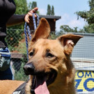 Wasti: Anhänglicher Rüde hätte gerne Daheim mit Garten