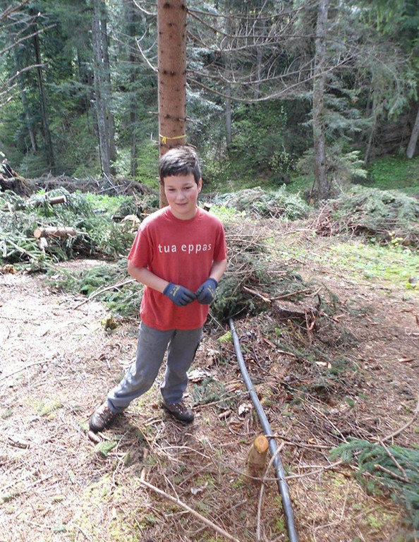 Wald5.jpg