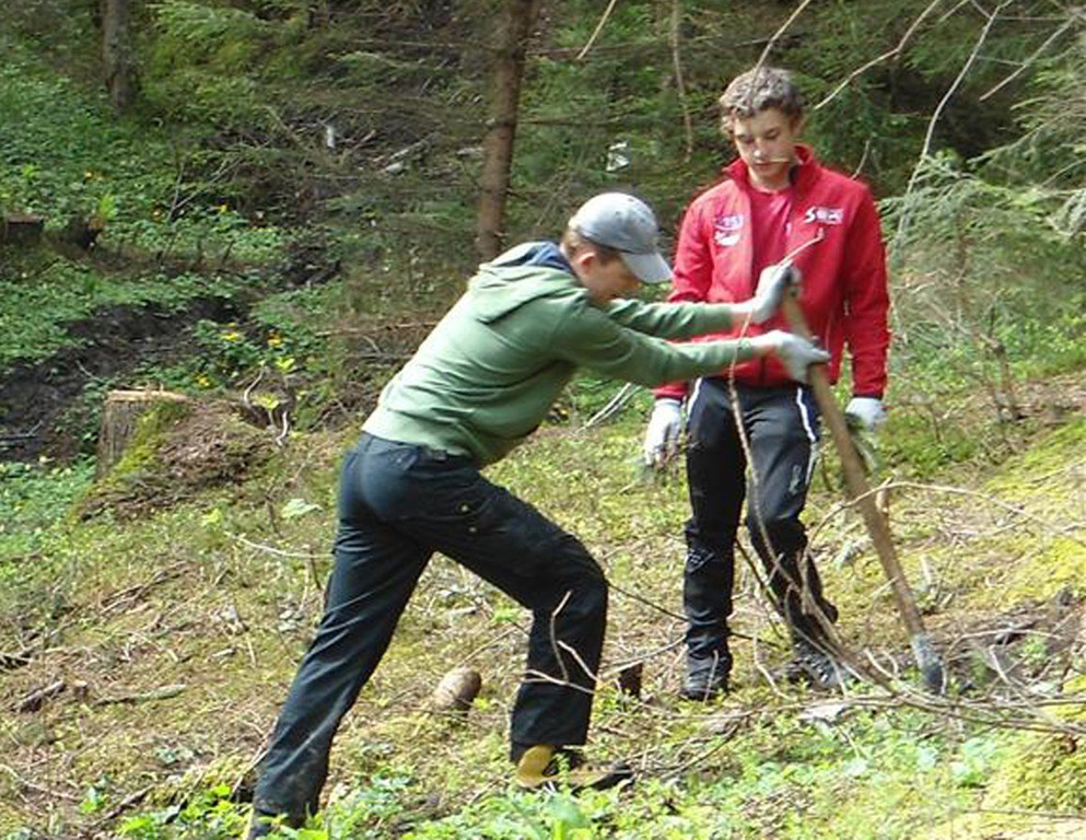 Wald8.jpg
