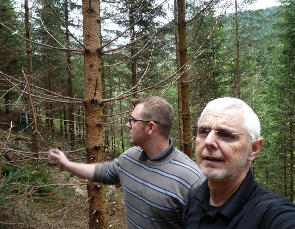 Wald11.jpg
