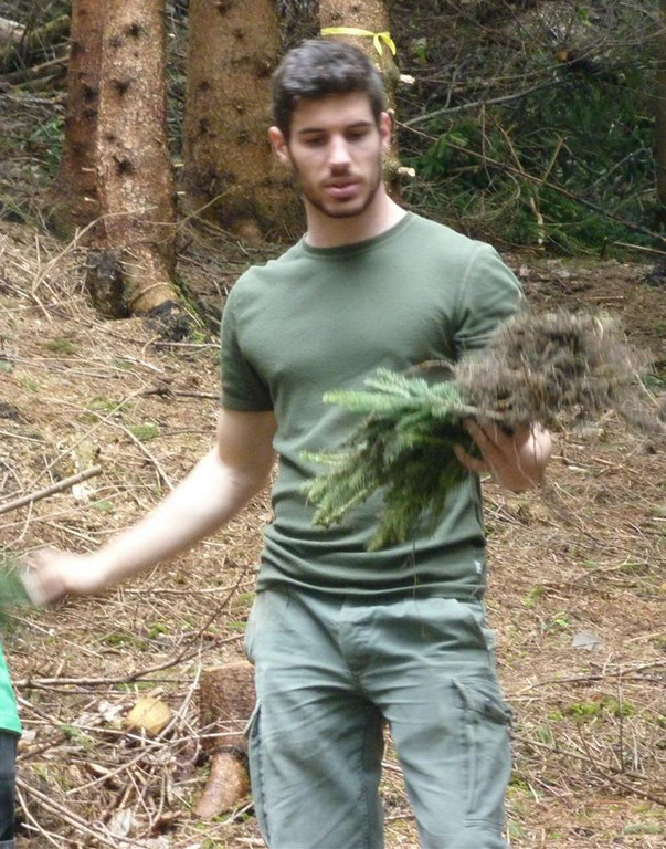 Wald12.jpg