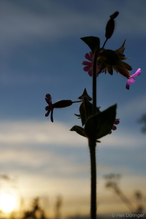 DSC05434 _Medium_.JPG