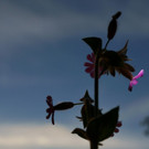 DSC05434 _Medium_.JPG