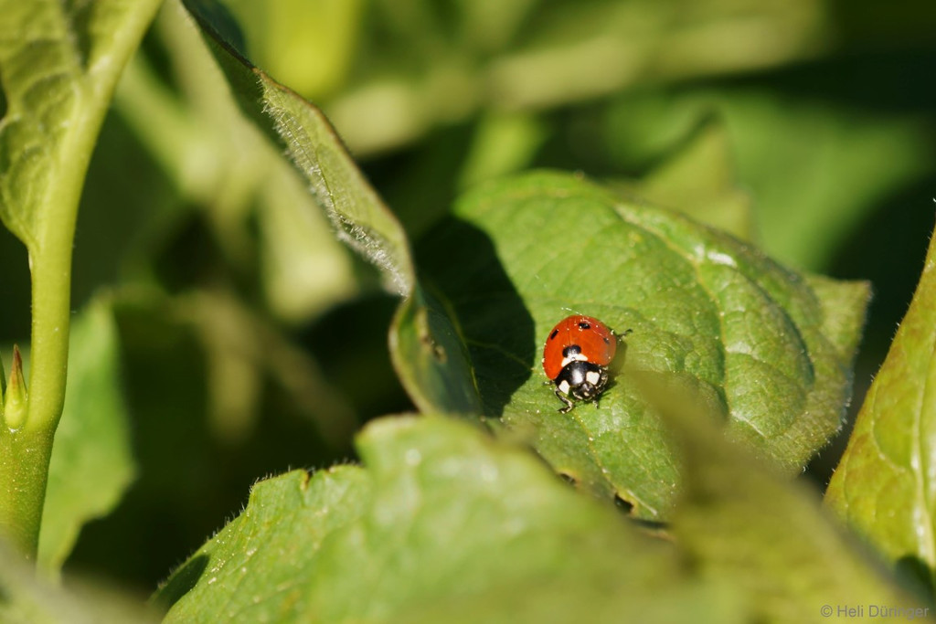 DSC05523 _Medium_.JPG