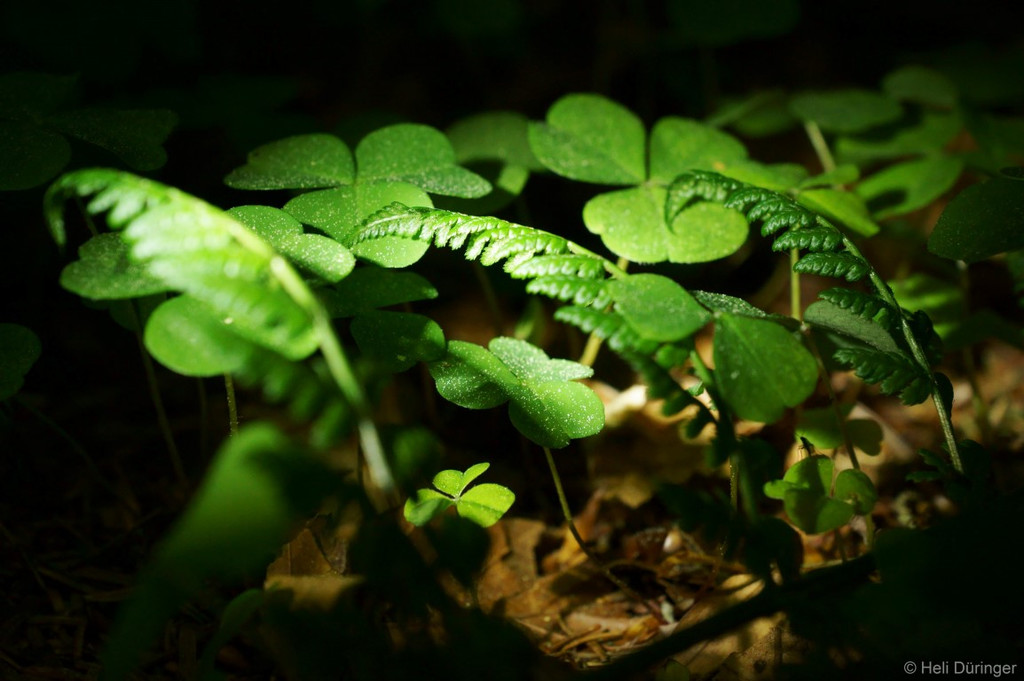 DSC05530 _Medium_.JPG