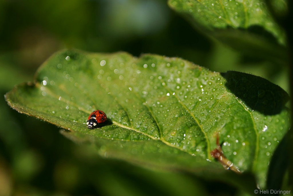 DSC05542 _Medium_.JPG