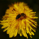 DSC05547 _Medium_.JPG