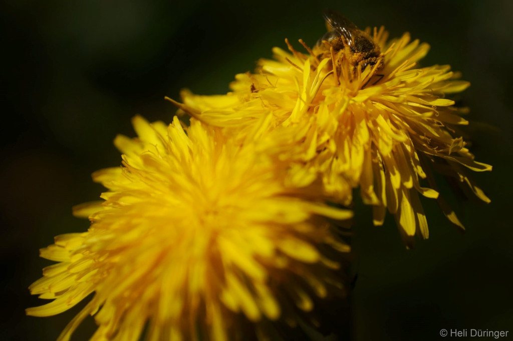 DSC05553 _Medium_.JPG