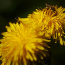 DSC05553 _Medium_.JPG