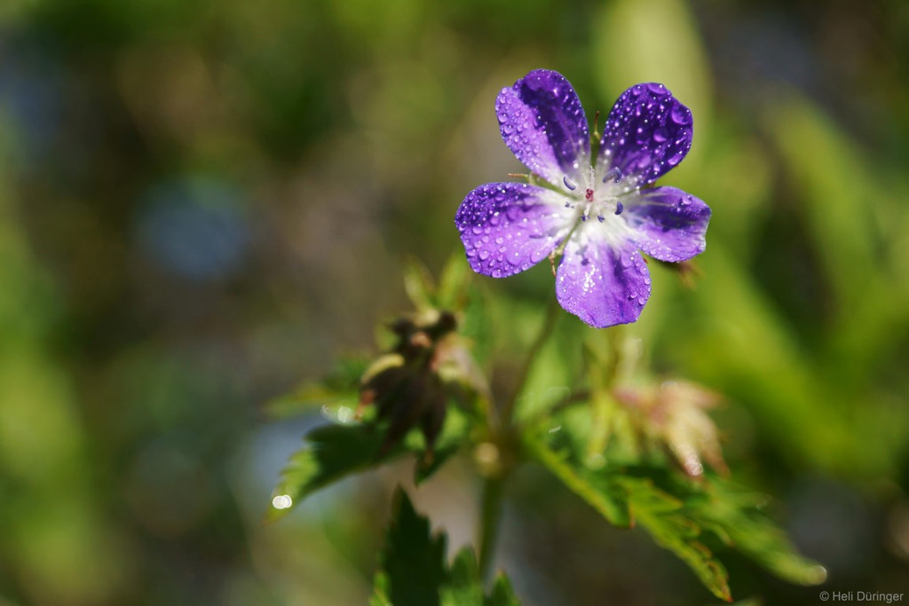 DSC05555 _Medium_.JPG