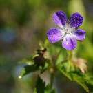 DSC05555 _Medium_.JPG