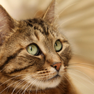 Vermittlungstier: Katze Schneeball