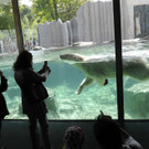 Eisbärenwelt im Wiener Zoo Schönbrunn wurde offiziell eröffnet