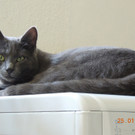 Leo 02.jpg