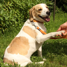Vermittlungstier: Hund Jamie
